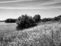 Blütenufer Lippemündung  Pentax 645N, Pentax SMC FA 2.8/45, Gelbfilter, Fuji Acros 100 II   - 07.06.2024 -