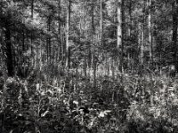 Licht und Schatten  Pentax 645N, Pentax SMC FA 2.8/45, Gelbfilter, Fuji Acros 100 II   - 07.06.2024 -