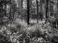 Fingerhut Wald in Testerberge  Pentax 645N, Pentax SMC FA 2.8/45, Gelbfilter, Fuji Acros 100 II   - 07.06.2024 -