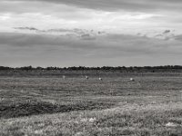 Bislicher Insel Störche  PENTAX K-3 Mark III Monochrome, HD PENTAX - DA* 2.8/16-50 ED PLM AW  - 09.08.2024 -