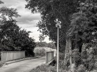Kuh auf der Stange  PENTAX K-3 Mark III Monochrome, HD PENTAX - DA* 2.8/16-50 ED PLM AW  - 09.08.2024 -