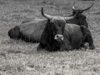 Gemeinsamkeit  PENTAX K-3 Mark III Monochrome, HD PENTAX - DA* 2.8/16-50 ED PLM AW  - 09.08.2024 -