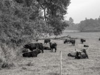 Heckrinder am Auenwald  PENTAX K-3 Mark III Monochrome, HD PENTAX - DA* 2.8/16-50 ED PLM AW  - 09.08.2024 -