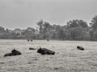 Gelassenheit auf der Weide  PENTAX K-3 Mark III Monochrome, HD PENTAX - DA* 2.8/16-50 ED PLM AW  - 09.08.2024 -