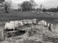 Rinder auf der matschigen Weide  PENTAX K-3 Mark III Monochrome, HD PENTAX - DA* 2.8/16-50 ED PLM AW - 15.11.2024 -