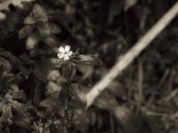 Phloxblüte  PENTAX K-3 Mark III Monochrome, HD PENTAX - DA* 2.8/16-50 ED PLM AW   - 09.10.2024 -