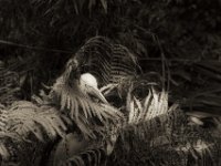 Reiher im Farn  PENTAX K-3 Mark III Monochrome, HD PENTAX - DA* 2.8/16-50 ED PLM AW   - 09.10.2024 -