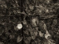 Windenblüte  PENTAX K-3 Mark III Monochrome, HD PENTAX - DA* 2.8/16-50 ED PLM AW   - 09.10.2024 -