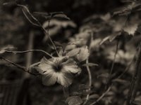 Hibiskus  PENTAX K-3 Mark III Monochrome, HD PENTAX - DA* 2.8/16-50 ED PLM AW   - 09.10.2024 -