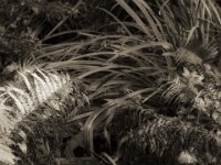 Teichsteg  PENTAX K-3 Mark III Monochrome, HD PENTAX - DA* 2.8/16-50 ED PLM AW   - 09.10.2024 -