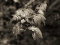 Hibiskus  PENTAX K-3 Mark III Monochrome, HD PENTAX - DA* 2.8/16-50 ED PLM AW   - 09.10.2024 -