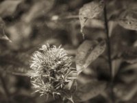 Verblüht  PENTAX K-3 Mark III Monochrome, HD PENTAX - DA* 2.8/16-50 ED PLM AW   - 09.10.2024 -