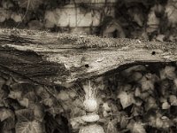 Windvogel  PENTAX K-3 Mark III Monochrome, HD PENTAX - DA* 2.8/16-50 ED PLM AW   - 09.10.2024 -