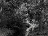 Bachlauf  PENTAX K-3 Mark III Monochrome, SMC PENTAX-FA 1.9/43 Limited  -11.10.2024 -
