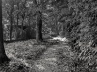 Parkweg  PENTAX K-3 Mark III Monochrome, SMC PENTAX-FA 1.9/43 Limited  -11.10.2024 -