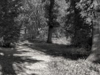 Licht und Schatten unter Bäumen  PENTAX K-3 Mark III Monochrome, SMC PENTAX-FA 1.9/43 Limited  -11.10.2024 -
