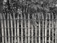 Zaun  PENTAX K-3 Mark III Monochrome, SMC PENTAX-FA 1.9/43 Limited  -11.10.2024 -