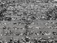 Herbsttreppe  PENTAX K-3 Mark III Monochrome, SMC PENTAX-FA 1.9/43 Limited  -11.10.2024 -