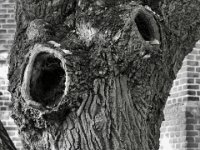 Gezeichneter Baum  PENTAX K-3 Mark III Monochrome, SMC PENTAX-FA 1.9/43 Limited  -11.10.2024 -