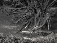 Bachlauf Ley #2  PENTAX K-3 Mark III Monochrome, SMC PENTAX-FA 1.9/43 Limited  -11.10.2024 -