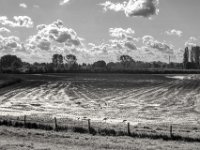 Feuchtes Feld und Gänse  PENTAX K-3 Mark III Monochrome, SMC PENTAX-FA 1.9/43 Limited  -11.10.2024 -