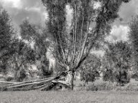 Sturmschaden  PENTAX K-3 Mark III Monochrome, SMC PENTAX-FA 1.9/43 Limited  -11.10.2024 -