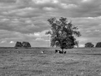 Vertraute Szene  PENTAX K-3 Mark III Monochrome, SMC PENTAX-FA 1.9/43 Limited  -11.10.2024 -