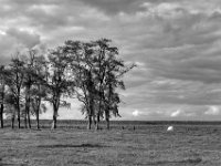 Baumgruppe mit Kuh  PENTAX K-3 Mark III Monochrome, SMC PENTAX-FA 1.9/43 Limited  -11.10.2024 -
