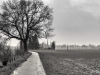 Feld, Ruine und Wildgänse  PENTAX K-3 Mark III Monochrome , SMC Pentax-FA 1.9/43 Limited  -12.02.2024 -
