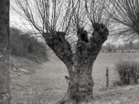 Kopfweide  PENTAX K-3 Mark III Monochrome , SMC Pentax-FA 1.9/43 Limited  -12.02.2024 -