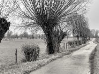 Landstraße mit Kopfweiden  PENTAX K-3 Mark III Monochrome , SMC Pentax-FA 1.9/43 Limited  -12.02.2024 -