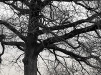 Eiche am Weg  PENTAX K-3 Mark III Monochrome , SMC Pentax-FA 1.9/43 Limited  -12.02.2024 -