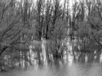 Auenwäldchen  PENTAX K-3 Mark III Monochrome , SMC Pentax-FA 1.9/43 Limited  -12.02.2024 -