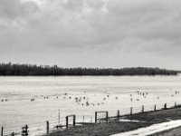 Weiden unter  PENTAX K-3 Mark III Monochrome , SMC Pentax-FA 1.9/43 Limited  -12.02.2024 -