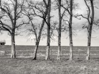 Akazien mit Wohnraum  PENTAX K-3 Mark III Monochrome , SMC Pentax-FA 1.9/43 Limited  -12.02.2024 -
