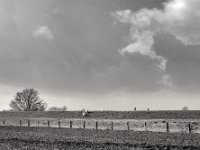 Deichschafe  PENTAX K-3 Mark III Monochrome , SMC Pentax-FA 1.9/43 Limited  -12.02.2024 -