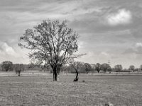 Baum auf der Weide  PENTAX K-3 Mark III Monochrome , SMC Pentax-FA 1.9/43 Limited  -12.02.2024 -