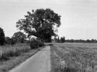 Feldweg  Yashica FR I, Zeiss Planar 1.4/50, Kodak TRI-X 400  -13.06.2024 -