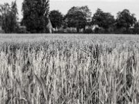 Weizenfeld  Yashica FR I, Zeiss Planar 1.4/50, Kodak TRI-X 400  -13.06.2024 -