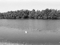 Schwan und Blesshühner  Yashica FR I, Zeiss Planar 1.4/50, Kodak TRI-X 400  -13.06.2024 -