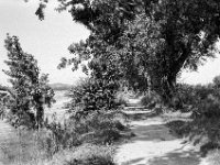 Weg am Rhein  Yashica FR I, Zeiss Planar 1.4/50, Kodak TRI-X 400  -13.06.2024 -