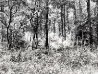 Im Wald - Testerberge  Yashica FR I, Zeiss Planar 1.4/50, Kodak TRI-X 400  -13.06.2024 -