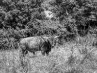 Der Boss, ein alter Bekannter  Yashica FR I, Zeiss Planar 1.4/50, Kodak TRI-X 400  -13.06.2024 -
