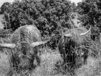 Highlander  Yashica FR I, Zeiss Planar 1.4/50, Kodak TRI-X 400  -13.06.2024 -