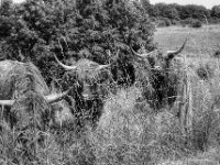 Die kleine Gruppe  Yashica FR I, Zeiss Planar 1.4/50, Kodak TRI-X 400  -13.06.2024 -
