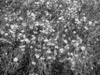 Blüten am Seehang  Yashica FR I, Zeiss Planar 1.4/50, Kodak TRI-X 400  -13.06.2024 -
