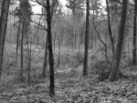 Fichtenlichtung  PENTAX K-3 Mark III Monochrome , HD Pentax-D FA 2.8/24-70    - 14.01.2024 -