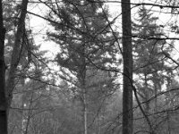 Fichten  PENTAX K-3 Mark III Monochrome , HD Pentax-D FA 2.8/24-70    - 14.01.2024 -