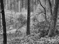 Lichtblick  PENTAX K-3 Mark III Monochrome , HD Pentax-D FA 2.8/24-70    - 14.01.2024 -