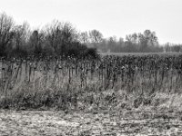 Sonnenblumen  PENTAX K-3 Mark III Monochrome , HD Pentax-D FA 2.8/24-70    - 14.01.2024 -